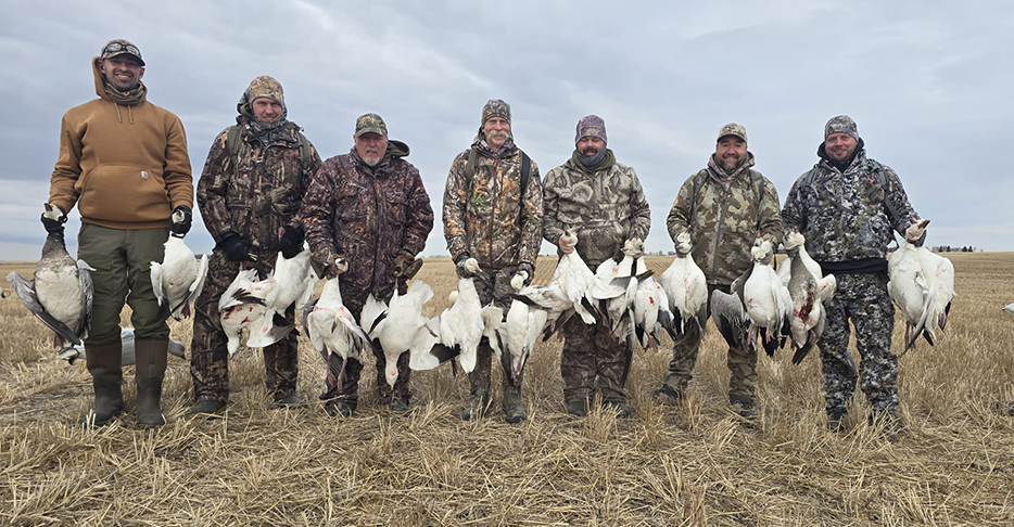 Hunter with snow geese in Saskatchewan with Prairie Rose Outfitters