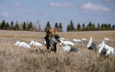 2026 Spring Snow Goose